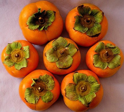 These are not funky, orange rotten tomatoes...they are persimmons.  Don't throw them away!